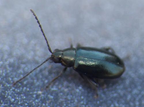 Réf. 276 200 : Phyllotreta nigripes